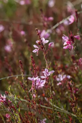Gaura (Prachtkaars) - afbeelding 5