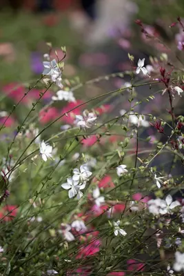 Gaura (Prachtkaars) - afbeelding 7