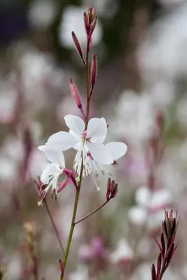 Gaura (Prachtkaars) - afbeelding 8