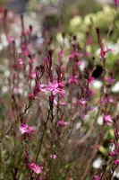Gaura (Prachtkaars) - afbeelding 9