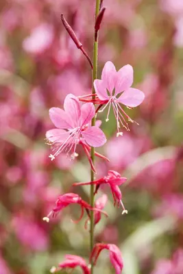 Gaura (Prachtkaars) - afbeelding 15