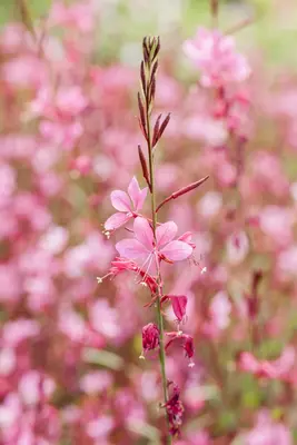 Gaura (Prachtkaars) - afbeelding 16