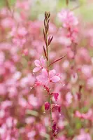 Gaura (Prachtkaars) - afbeelding 16