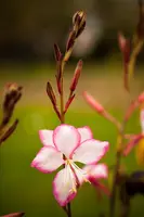 Gaura (Prachtkaars) - afbeelding 19
