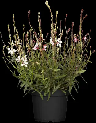 Gaura (Prachtkaars) - afbeelding 17