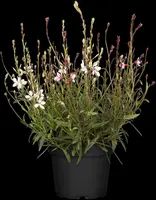 Gaura (Prachtkaars) - afbeelding 17