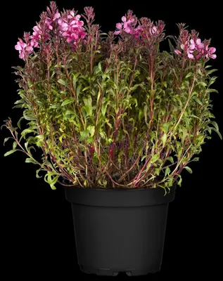Gaura (Prachtkaars) - afbeelding 14