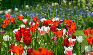 Gemengde bloembollen