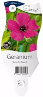 Geranium 'Ann Folkard' (Ooievaarsbek) - afbeelding 1
