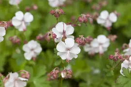 Geranium Cantabrigiense Biokovo (Ooievaarsbek) - afbeelding 4