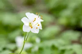 Geranium Cantabrigiense Biokovo (Ooievaarsbek) - afbeelding 5