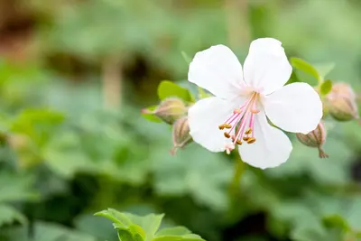 Geranium Cantabrigiense Biokovo (Ooievaarsbek) - afbeelding 6