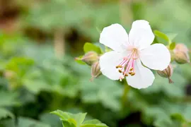 Geranium Cantabrigiense Biokovo (Ooievaarsbek) - afbeelding 6