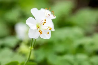 Geranium Cantabrigiense Biokovo (Ooievaarsbek) - afbeelding 7