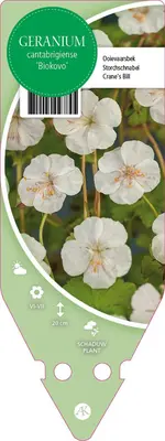 Geranium Cantabrigiense Biokovo (Ooievaarsbek) - afbeelding 1