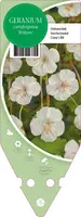 Geranium Cantabrigiense Biokovo (Ooievaarsbek) - afbeelding 1