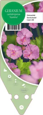 Geranium Cantabrigiense Karmina (Ooievaarsbek) - afbeelding 1
