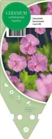 Geranium Cantabrigiense Karmina (Ooievaarsbek) - afbeelding 1