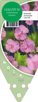 Geranium Cantabrigiense Karmina (Ooievaarsbek) - afbeelding 1