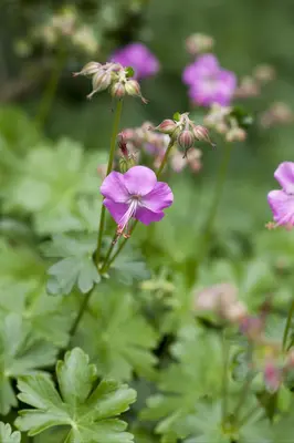 Geranium Cantabrigiense Karmina (Ooievaarsbek) - afbeelding 3