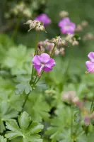 Geranium Cantabrigiense Karmina (Ooievaarsbek) - afbeelding 3