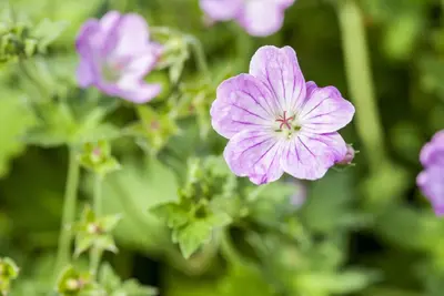 Geranium Endressii (Ooievaarsbek) - afbeelding 5