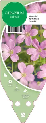 Geranium Endressii (Ooievaarsbek) - afbeelding 1