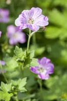 Geranium Endressii (Ooievaarsbek) - afbeelding 4