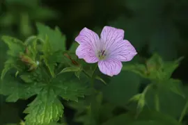 Geranium endressii 'Wargrave Pink' (Ooievaarsbek) - afbeelding 3