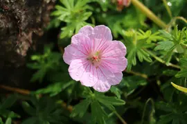 Geranium endressii 'Wargrave Pink' (Ooievaarsbek) - afbeelding 4