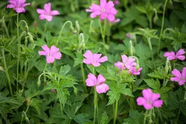 Geranium endressii 'Wargrave Pink' (Ooievaarsbek) - afbeelding 5