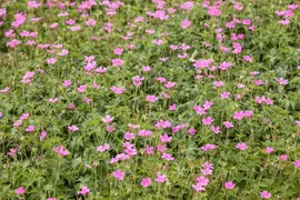 Geranium endressii 'Wargrave Pink' (Ooievaarsbek) - afbeelding 6