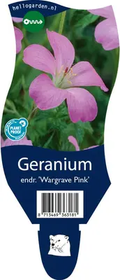 Geranium endressii 'Wargrave Pink' (Ooievaarsbek) - afbeelding 1