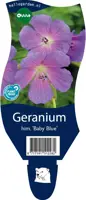 Geranium himalayense 'Baby Blue' (Ooievaarsbek) - afbeelding 1