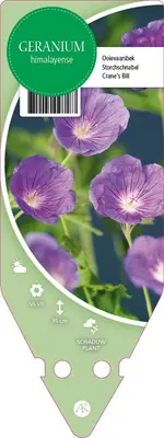 Geranium Himalayense (Ooievaarsbek) - afbeelding 1