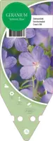 Geranium Johnson Blue (Ooievaarsbek) - afbeelding 1