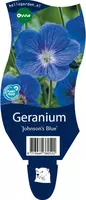 Geranium 'Johnson's Blue' (Ooievaarsbek) - afbeelding 1