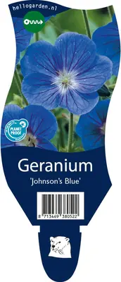 Geranium 'Johnson's Blue' (Ooievaarsbek) - afbeelding 1