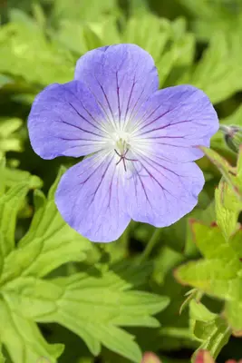 Geranium 'Johnson's Blue' (Ooievaarsbek) - afbeelding 2