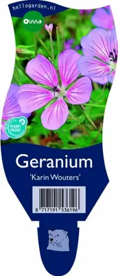 Geranium 'Karin Wouters' (Ooievaarsbek) - afbeelding 1