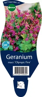 Geranium macr. 'Olympic Fire' (Ooievaarsbek) - afbeelding 1