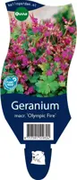 Geranium macr. 'Olympic Fire' (Ooievaarsbek) - afbeelding 1