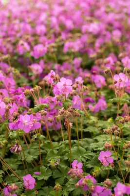 Geranium macrorrhizum 'Bevan´s Variety' (Ooievaarsbek 'Bevan´s Variety') - afbeelding 1