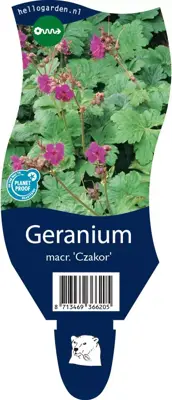 Geranium macrorrhizum 'Czakor' (Ooievaarsbek) - afbeelding 1