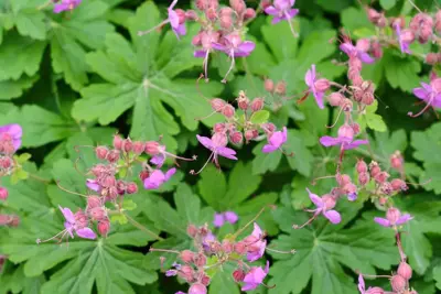 Geranium macrorrhizum 'Czakor' (Ooievaarsbek) - afbeelding 3