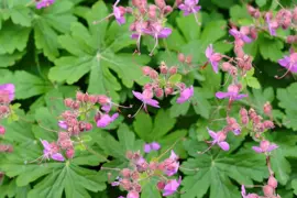 Geranium macrorrhizum 'Czakor' (Ooievaarsbek) - afbeelding 3