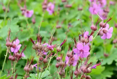 Geranium macrorrhizum 'Czakor' (Ooievaarsbek) - afbeelding 2