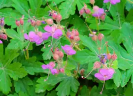 Geranium macrorrhizum 'Czakor' (Ooievaarsbek) - afbeelding 4