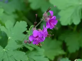 Geranium macrorrhizum 'Czakor' (Ooievaarsbek) - afbeelding 5