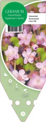 Geranium Macrorrhizum Ingwersen S Variety (Ooievaarsbek) - afbeelding 1